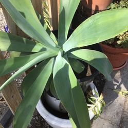 Hermosa Planta Súper Grande