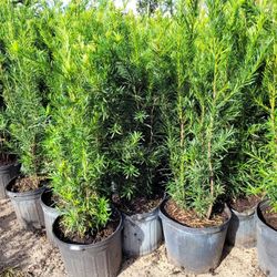 Podocarpus 