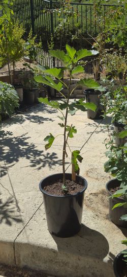 Fig Tree