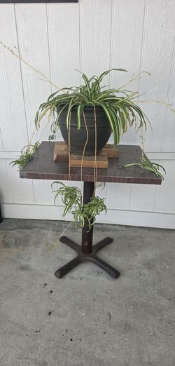 Spider  Plant ( Chlorophytum comosum)