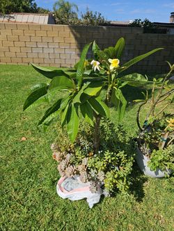 Plumaria 3Ft Tall Yellow/ White