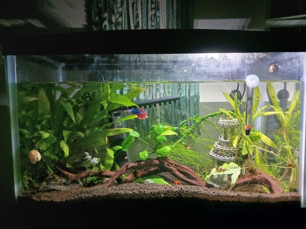 Live Aquarium 10 Gallon - Betta, 2 Mystery Snails, 2 Nerite Snails And Live Plants! Little Ecosystem.