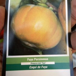 Fruiting Age Tall 6ft Persimmon Tree