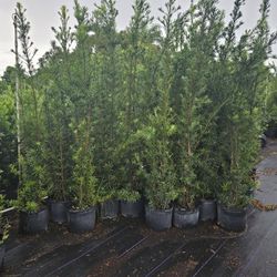 huge Podocarpus  over  6 to 7 feet tall Instant  privacy  Hedge  for fence  