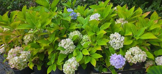 Potted Hydrangea Plants in Bloom