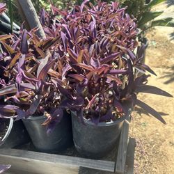 Purple Heart Ground Cover Plant 1gal 