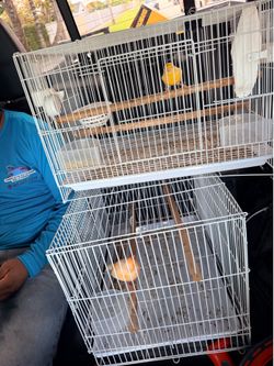 Canary cage for pair