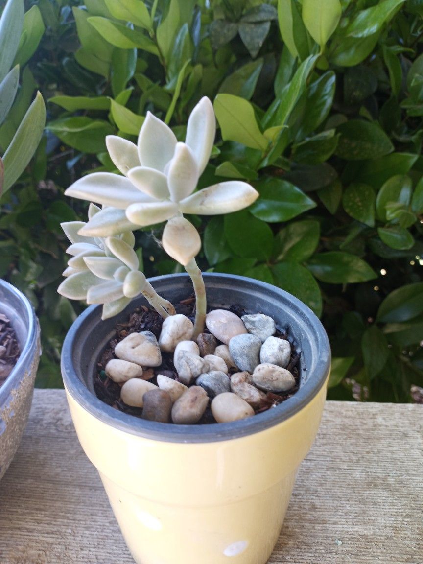 Real. Small Pot