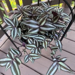 Inch Plant / Tradescantia Zebrina 