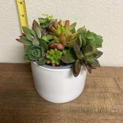 Mother’s Day Succulent Plant Gift