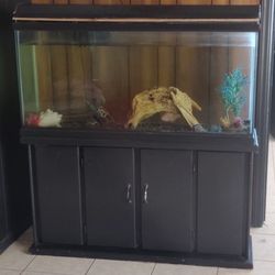 Fish Tank 