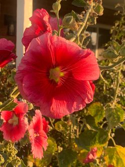 Wow amazing plants available for purchase
