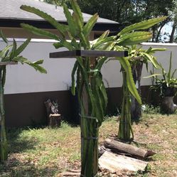 Grow Your Own Dragon Fruits