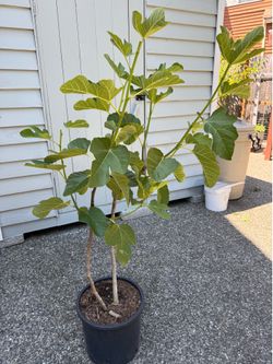 Fig plants