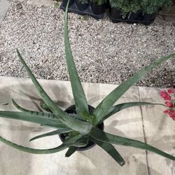 Aloe Vera 