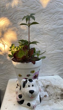 Succulent in ceramic pot