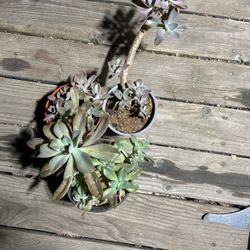 Echeveria Succulent All Three Plants For $7