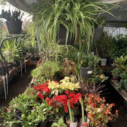 Great Christmas Gift Plants 