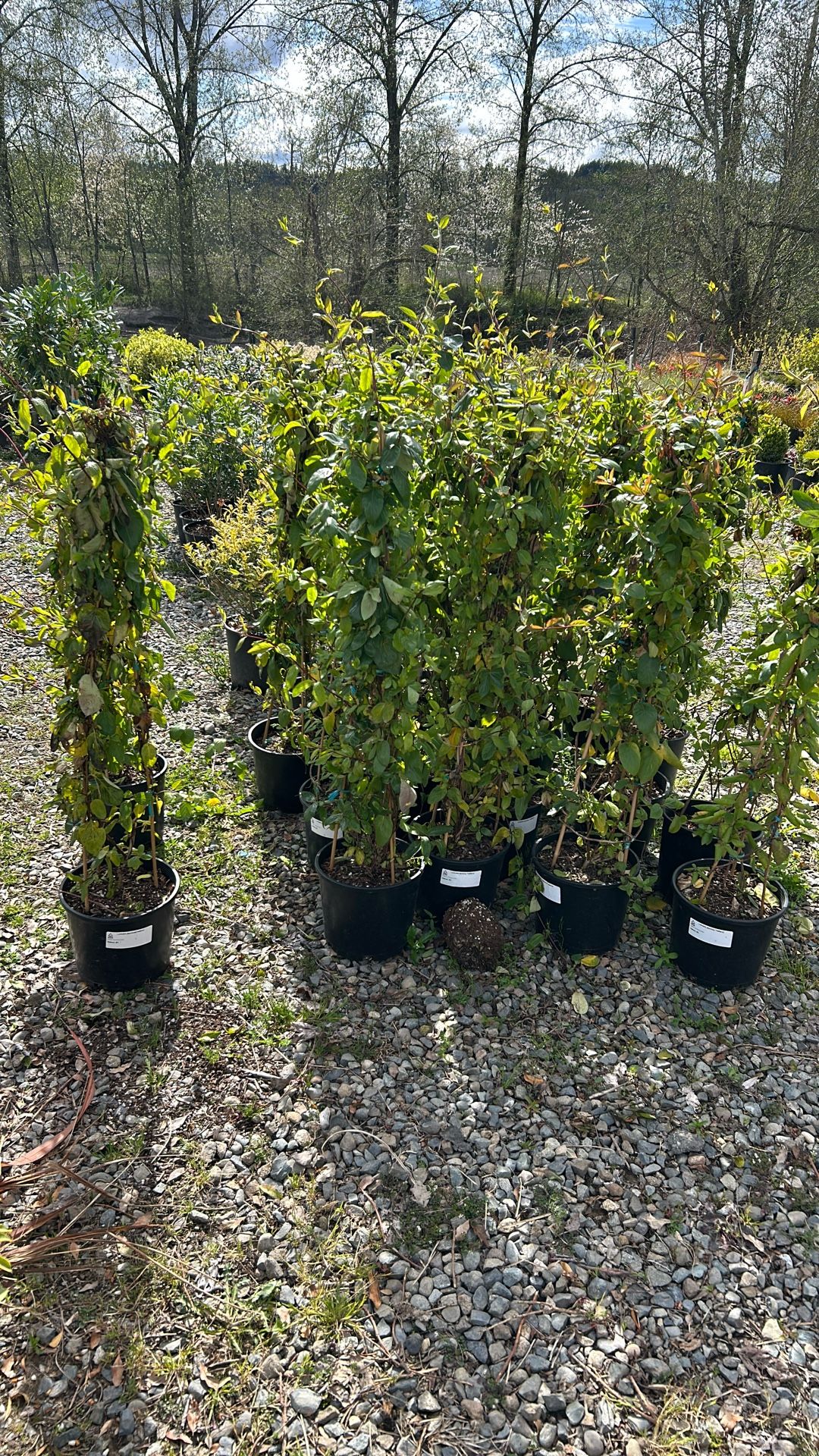 Plants 4sale 20 Plants For $220