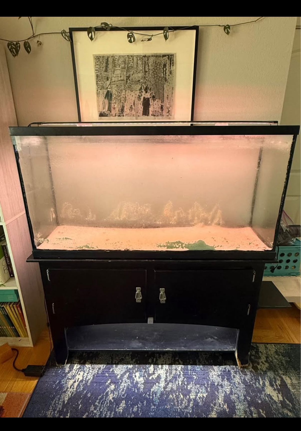 60-Gallon Saltwater Fishtank Setup