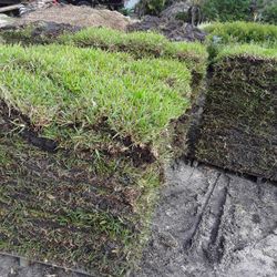 St. Augustine SOD For Sale 