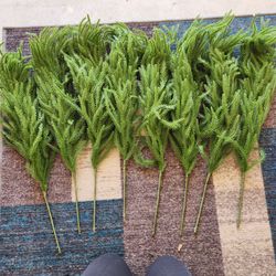 Norfolk pine stems