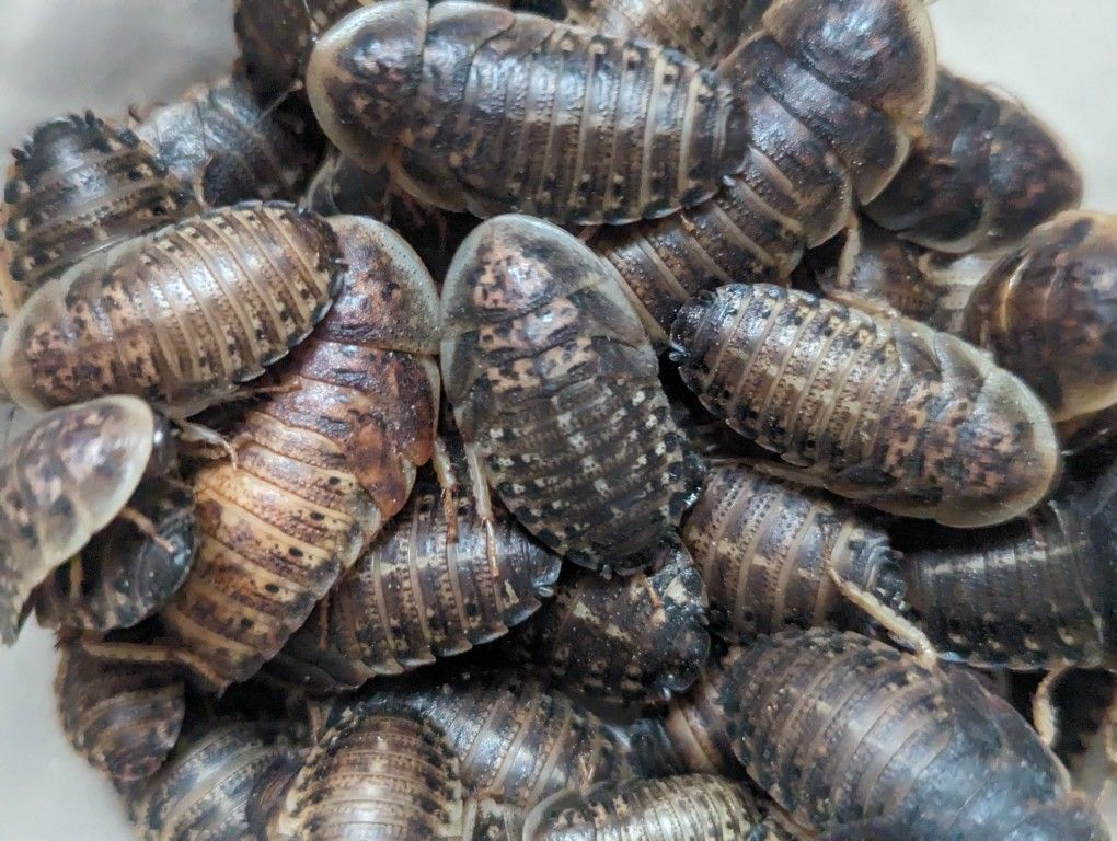 Live Dubia Roaches