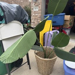 Plant Fake