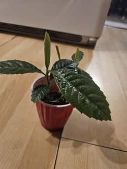Nispero Small plant