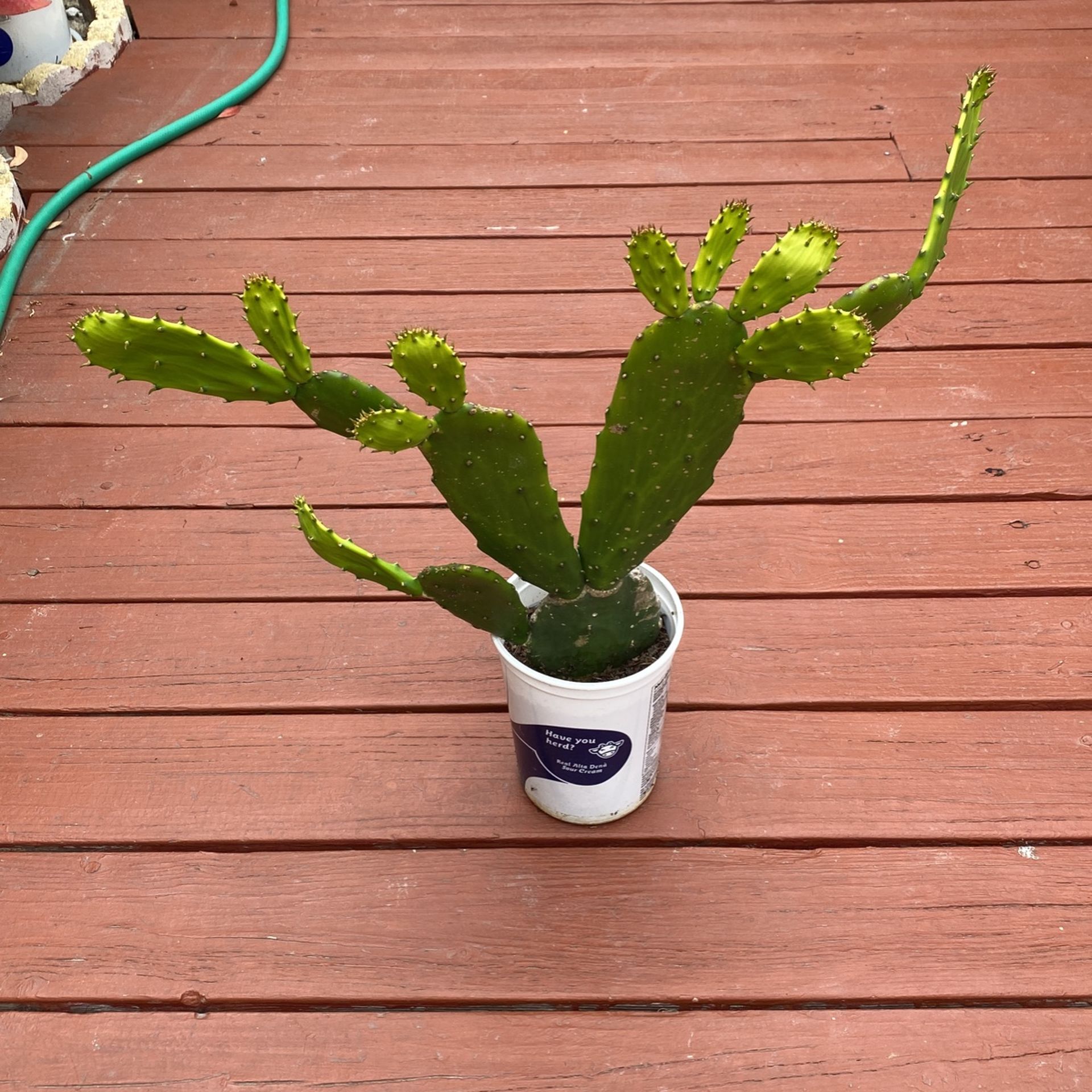 Cactus Nopales