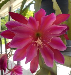 Pink/purple epiphylumm cactus orchid fresh cutting 6-