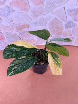 Monstera Peru Variegated Plant - 4inch