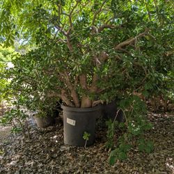 Jade Plants, Firestick, Pencil Cactus, Agave and more 