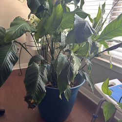 Large Plant 