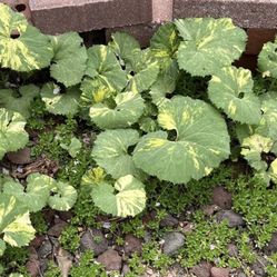 $5 Variegated Japanese Perennial Plant Sale Today Only 