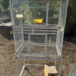 Bird Cage