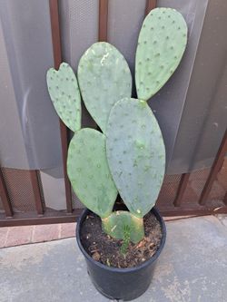 Penca De Nopal
