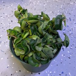 Hoya Hindu Pot 6 inch