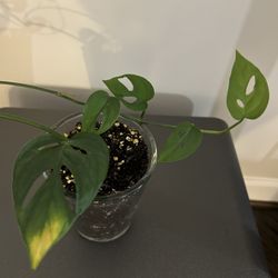 Monstera Adansonii 
