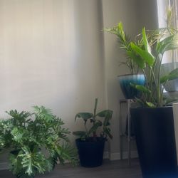 PLANTS