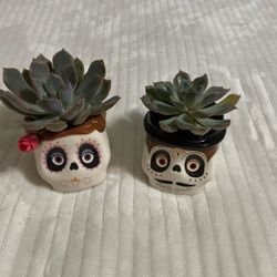 2” Ofrenda Planter With Live Succulent 