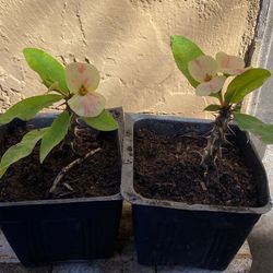 Esquejes De Coronas De Cristo 