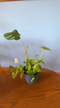 Monstera & Pothos plants assembly 🍃❤️