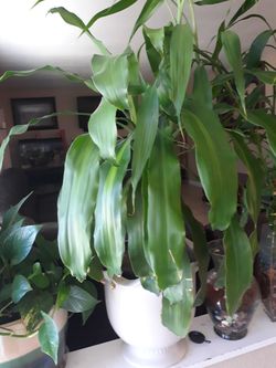 Planta hermosa