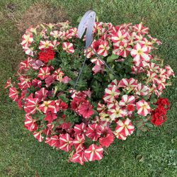 Outdoor Plant 