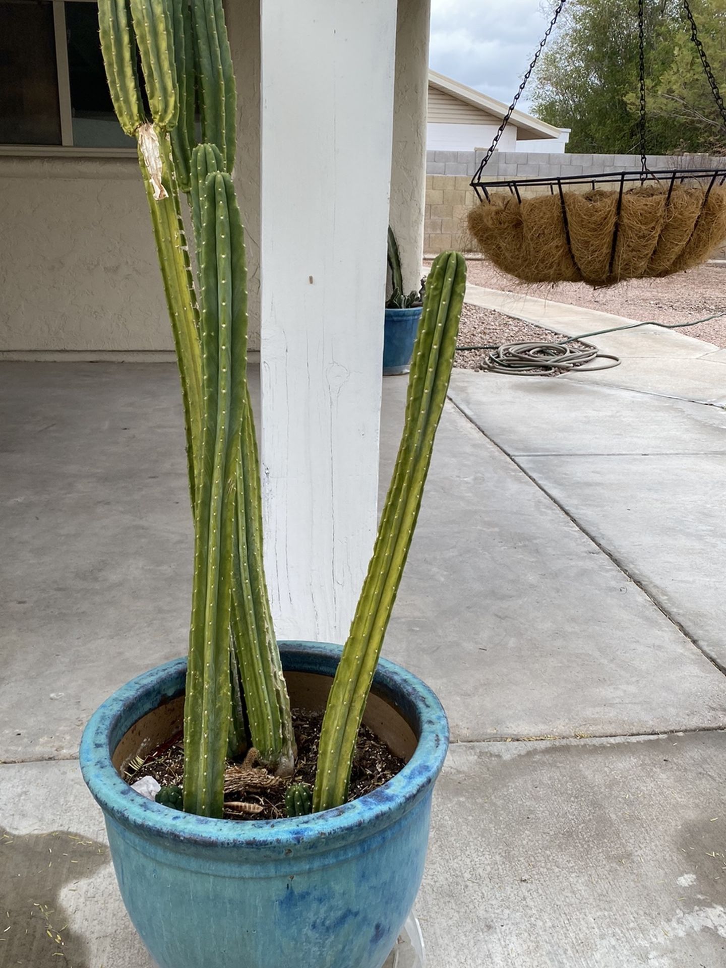 Cactus + Pot For Sale