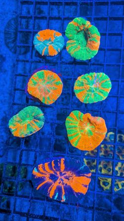 Bleeding Apple Scolys Fake Coral Decorations Corals Marine Aquarium Fish Tank