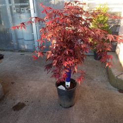Japanese Maple Trees 