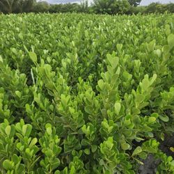 Clusias Starting At $10 And Up Instant Privacy Hedge For Fence