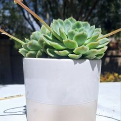 Echeveria Elegans 6-in Pot See Description Below